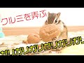 シマリスのクルミをガリガリする音がたまらない！！