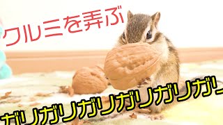 Chipmunk is crazy about eating walnuts !!