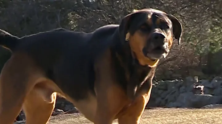 Pack of coyotes circle Southborough woman, dog; husband comes to rescue