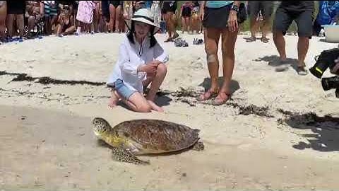 Swim free Skeeter!! Skeeter, a juvenile green sea turtle rescued off Big Torch Key in