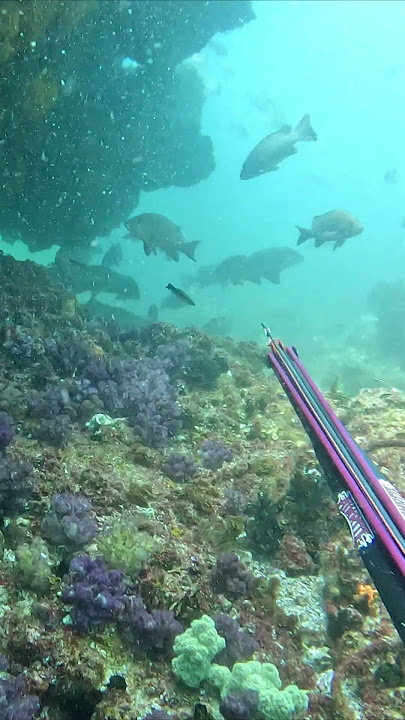 HEAD SHOT, spearfishing a Mangrove Jack Top Shots Series #7 #shorts