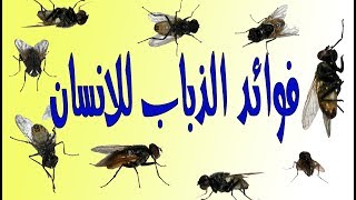 فوائد الذباب للانسان