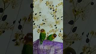 #parrot funny love bird #🕊️🦜🦜