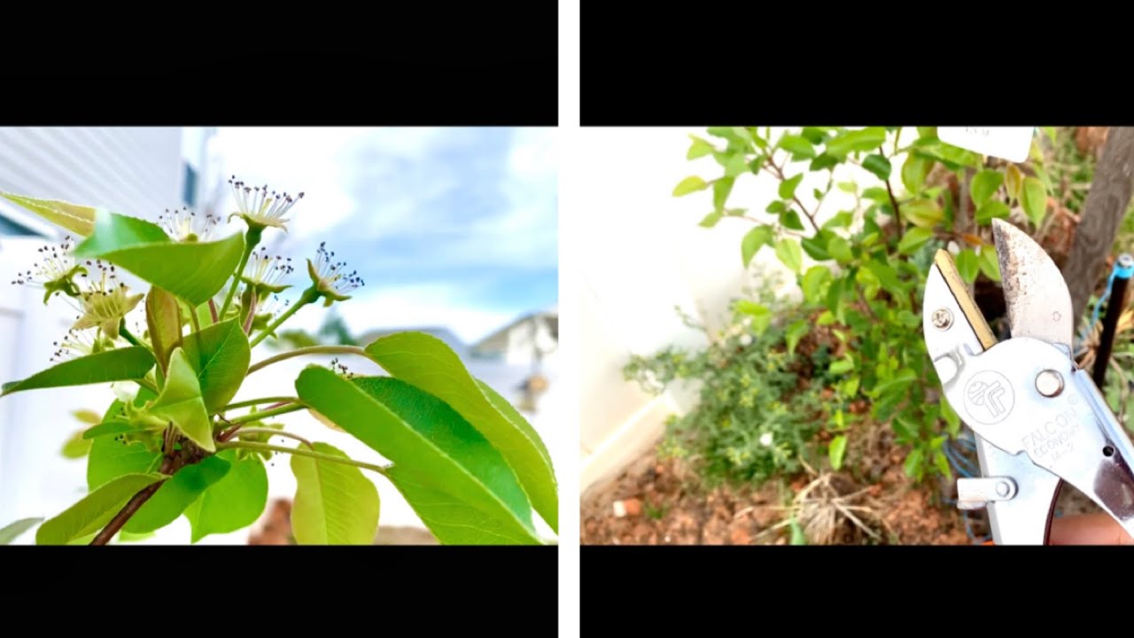 How to remove suckers from Kieffer Pear tree🍐? - YouTube