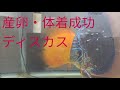 ディスカス産卵・稚魚・体着成功