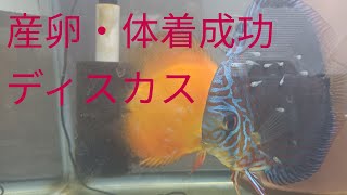 ディスカス産卵・稚魚・体着成功