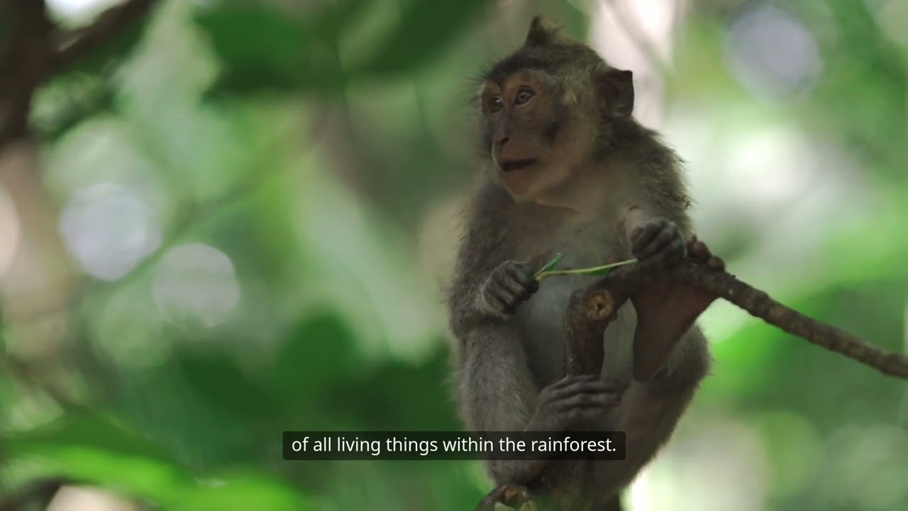 The Red Howler Monkey: The Jungle's Loudest Voice! 🐒🌿