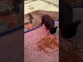 i like cat #videos #cat #animalclips#dog  #cute #animalvideos #bee #animalvideosforkids #bird
