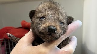 4 coyote pups found in Pacific Beach brought to humane society