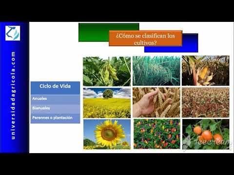 Video: ¿Cuáles son los ejemplos de cultivos?