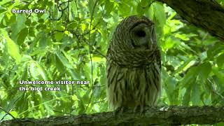 Birds in Missouri