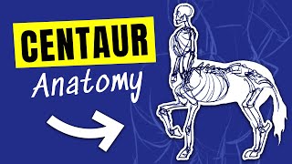 How to Draw a CENTAUR! (human   horse anatomy)