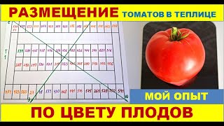 Правильное размещение томатов в теплице по цвету плодов. Из моего опыта