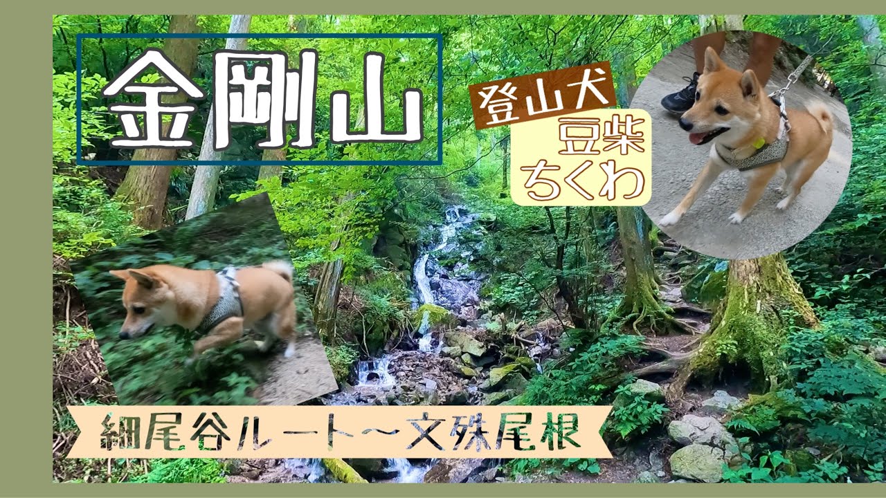 犬連れ登山 夏の金剛山 細尾谷ルート 文殊尾根 大阪 ドッグカフェで〆 Youtube