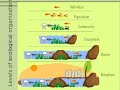 Levels of Organization in Ecosystems and Their Interactions