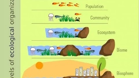 Individual Species, Populations, Communities, Ecosystems, and Biomes. A Full Ecology lesson. 7.EC.5A