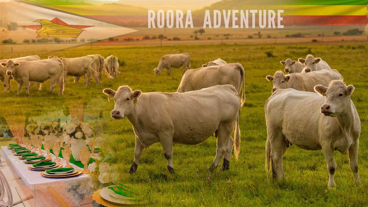 How Zimbabweans Pay  For  Bride Price   ( ROORA or LOBOLA ) VLOGMASS