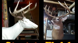 How to (Part #1) Whitetail Buck Taxidermy  Start to Finish Time Lapse #taxidermy #whitetaildeer