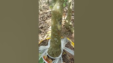 Lộc Vừng Bông Vàng #caykiengquoccung #zalo0979309131