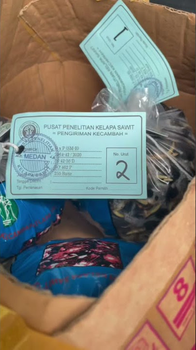 Bibit sawit PPKS Medan murah berkualitas #sawit
