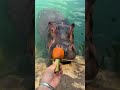 hippo #shortvides