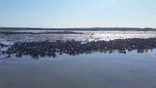 Oyster Reefs near Chincoteague