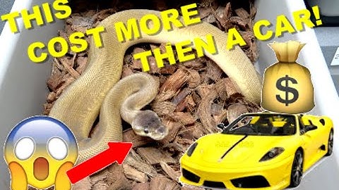 Most Expensive Ball Python... Please Don’t BITE Me!