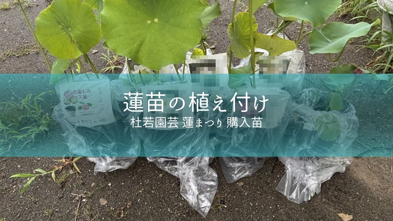 蓮苗の植え付け 杜若園芸 蓮まつり購入苗 - YouTube