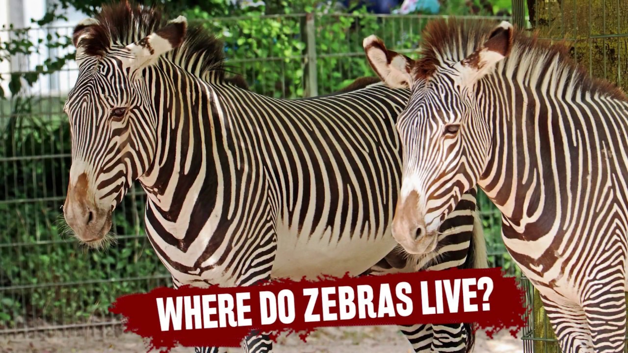 Where Do Zebras Live? Quick Zoology Facts and Information for Education - YouTube