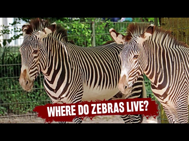Where Do Zebras Live Habitat