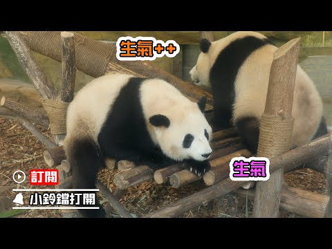 《熊貓早晚安》大熊貓們也會冷戰？ | iPanda熊貓頻道