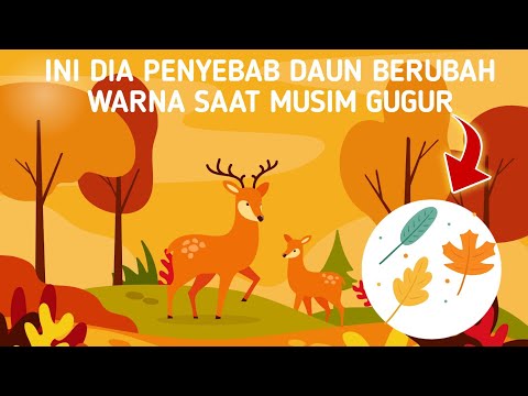 Video: Mengapa Daun Jatuh Di Musim Gugur?