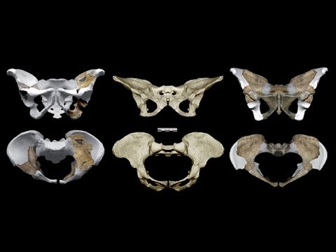 CARTA:The Upright Ape:Steven