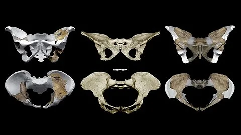 CARTA:The Upright Ape:Steven Churchill:Pelvic Architecture of Australopithecus and the genus Homo