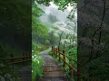 Soft Rain Sounds Pure Nature No Music #rainoundforsleep #relaxation #natureasmr #nature