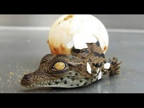 terrariophilie magasin Fabriquer un incubateur pour œufs de reptiles!