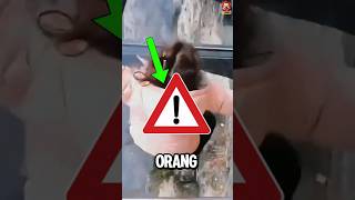 Tidak ada yang percaya jika tidak direkam 😱 #shorts