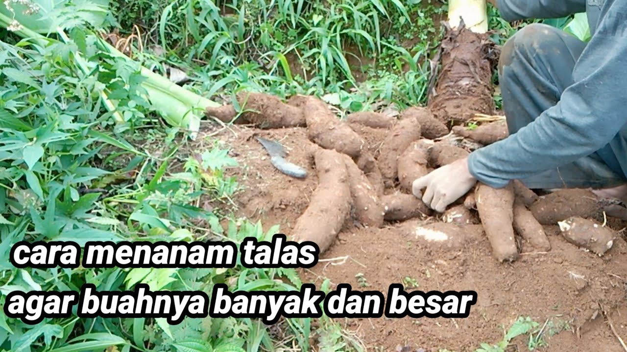 cara menanam talas agar buahnya banyak dan besar besar