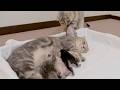 Kittens are kidnapped while their mother cat is sleeping!