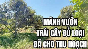 CÔ CHÚ LỚN TUỔI RỒI NÊN KHÔNG CÒN KHẢ NĂNG CHĂM VƯỜN NỮA NÊN PHẢI BÁN MÃNH ĐẤT VƯỜN TRÁI CÂY