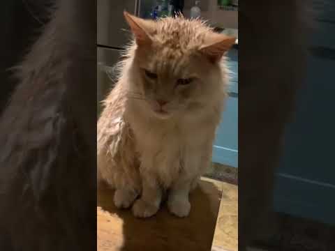 Video: Katte i View: Maine Coon