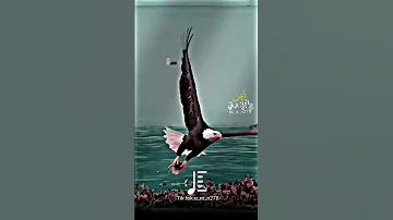 جديد 2024 الفنان امين البرهومي كلمات الشاعر صلاح انجار 
