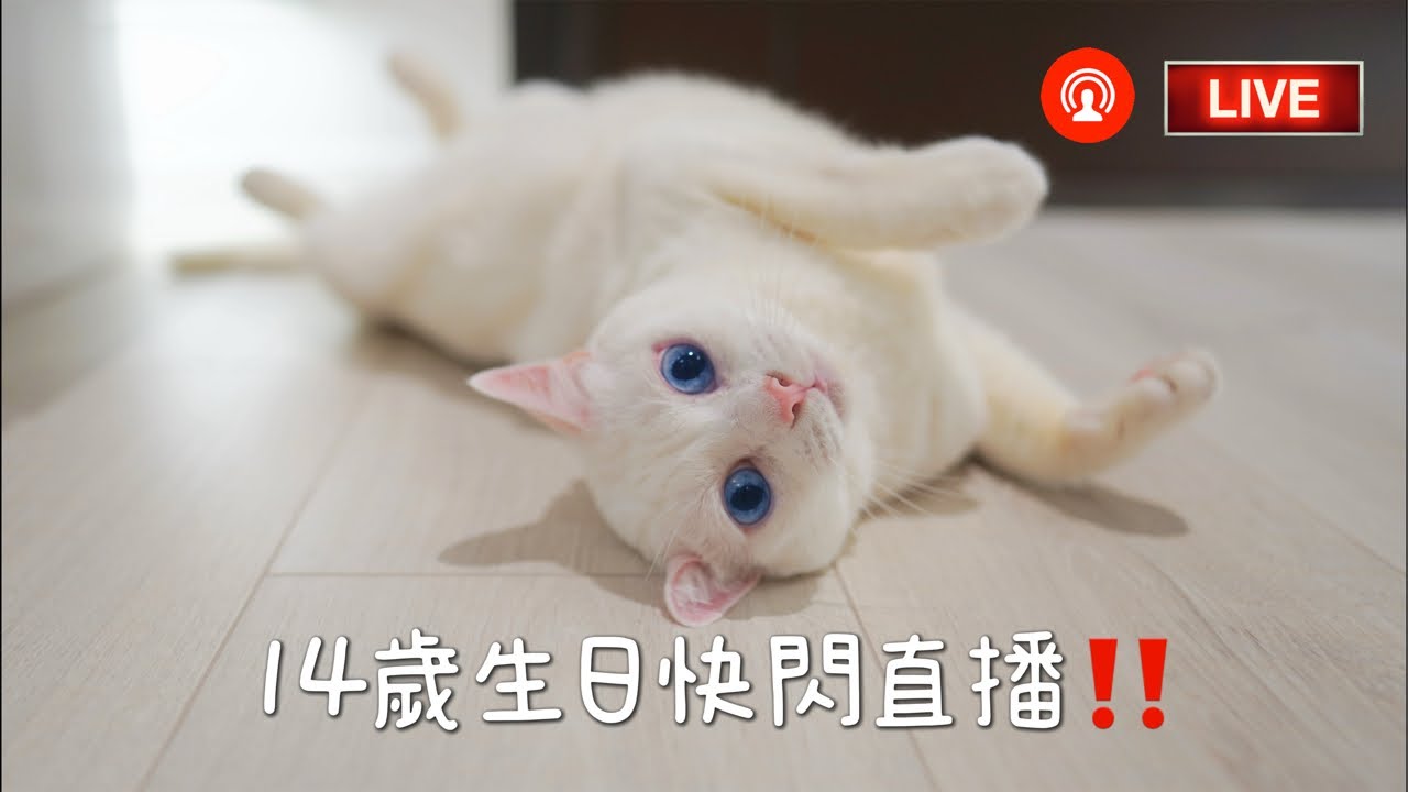 【豆漿 - SoybeanMilk】 漿姊14歲生日！