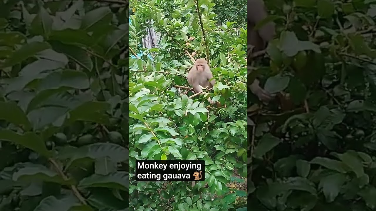 Monkeys enjoying eating guava 