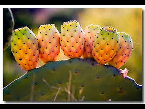 Video: ¿La opuntia muestra un embrión adventicio?