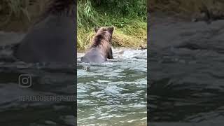 Bears fishing on Alaska Peninsula coast guiding for @nathab #alaska #bearviewing #brownbears #bear