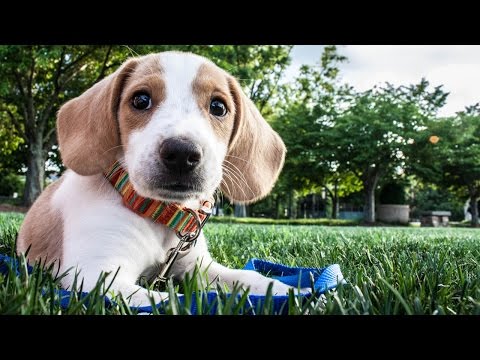 Videó: Hogyan Tanítsd Meg A Kutyád A 