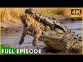 LORDS OF THE RIVER - Crocodiles Fight for Survival (Full Episode) | Nature Animal Documentary