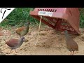 COMO FAZER ARMADILHA SIMPLES PARA PEGAR NAMBU(LANBU) E OUTROS TIPOS DE AVES 🐦