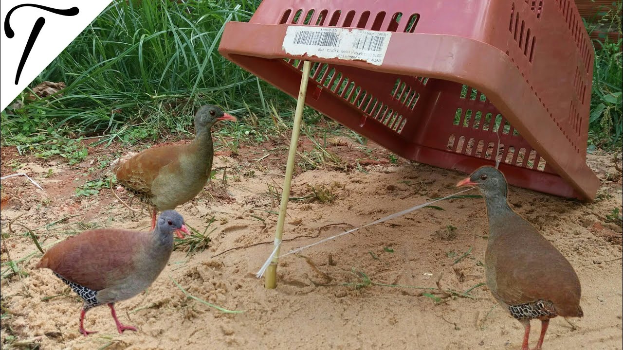 КАК СДЕЛАТЬ ПРОСТУЮ ЛОВУШКУ ДЛЯ ЛОВЛИ НАМБУ (ЛАНБУ) И ДРУГИХ ВИДОВ ПТИЦ 🐦